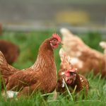 Poultry Lockdown Ends in the UK: Free-Range Birds Allowed Outdoors Again